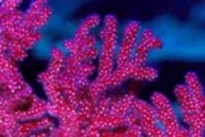 Soft coral in Indonesia, Nikon F100 w/ Nikkor 105mm in Ik... by Luiz Rocha 